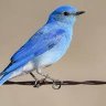 Profilbild von Bluebird