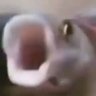 Fish Pog's profile picture