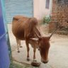 Фото профиля Santosh Kumar Jha