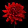 ROSE21 profil fotoğrafı