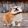 Aurprtida's profile picture