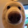 Abnus's profile picture