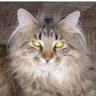 Фото профиля Cat