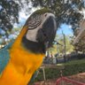 Profilbild von Oscar Willow