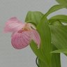 Фото профиля Ayaka(execution)
