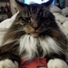 Auroki's profile picture