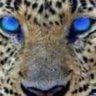 Profilbild von bueno_gana