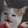 HansMcolly's profile picture