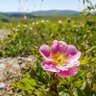 Фото профиля Wild rose🇨🇦