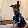 Фото профиля Alan 🐺