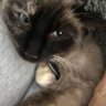 Veronica Rose profil fotoğrafı