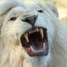 WHITE LIONx 的头像