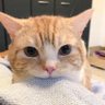 ︎✿｡.:* ʕ·ᴥ·ʔ︎ *.:｡✿ profil fotoğrafı