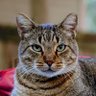 Enya🐈🦊's profile picture