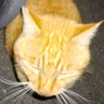 トラカエル profil fotoğrafı