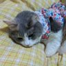 隅っこさん 的头像