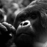 Silverback's profile picture