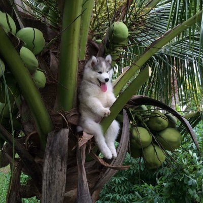 Joji's profile picture