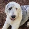 Joseph C. Sis, JR ~ OREGON's profile picture