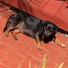 Фото профиля EllyTheTechDachshund 🇺🇸