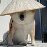 LagwagonsHeroes's profile picture