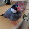 ちろる's profile picture
