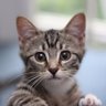 にゃん丸 profil fotoğrafı