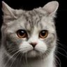 Profilbild von kucing gaming
