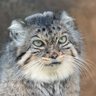 Profilbild von ぶるきなふぁそ