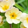 Фото профиля きなこもち