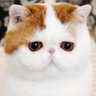 alexandre's profile picture