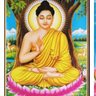 एन पी शर्मा उपाध्याय 的头像