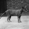 TigerWolf profil fotoğrafı