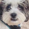 Scoobs's profile picture