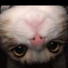 Profilbild von Pedro