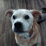 Sushi's profile picture