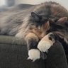 MurphytheCat 的头像