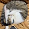 Фото профиля でぃけいど