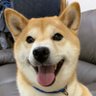 Profilbild von ぽにい