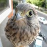 Profilbild von Literally A Bird Named Falco