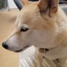 もんくり profil fotoğrafı