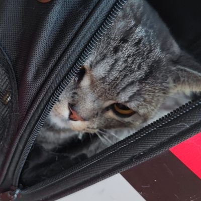 Ricaaameow's profile picture