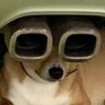 Primo Pancho 的头像
