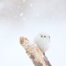 しまえなが☪︎*。꙳ profil fotoğrafı