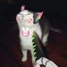 chimichanga's profile picture