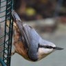 SouthCheshireBirder 的头像
