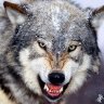 Morbexelwolf's profile picture