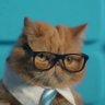 Sir Cat 🇨🇦 profil fotoğrafı