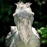 Stork 的头像