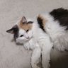 脳筋のオッサンです's profile picture